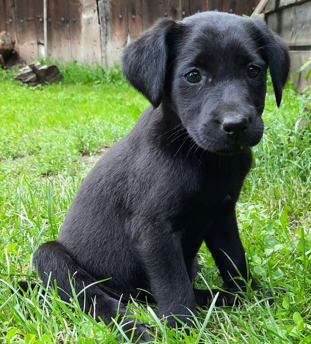 Szczenięta w typie labradora
