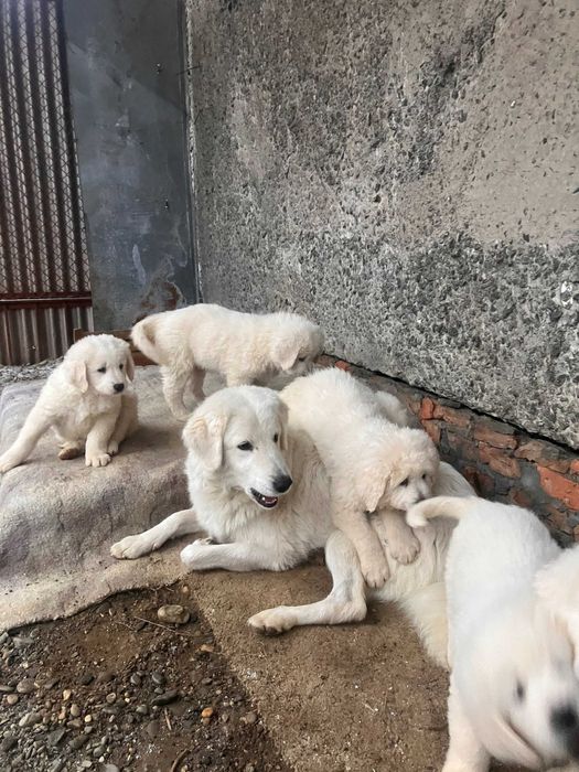 Чудові цуценята, породи Угорський кувас !!!