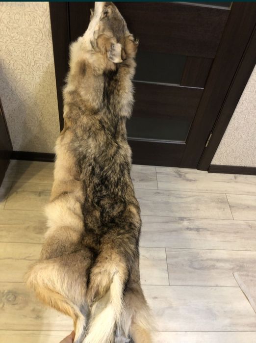 Продам шкуру вовка