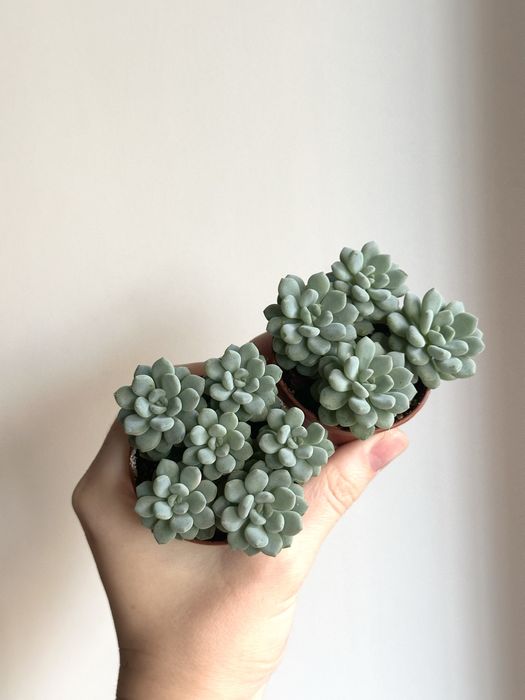 Сукуленти ечеверія красула