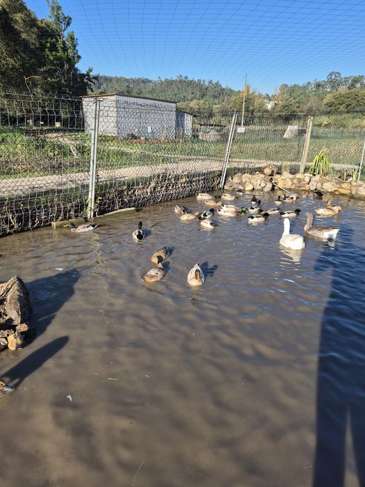 Patos Reais (com 2 anos)