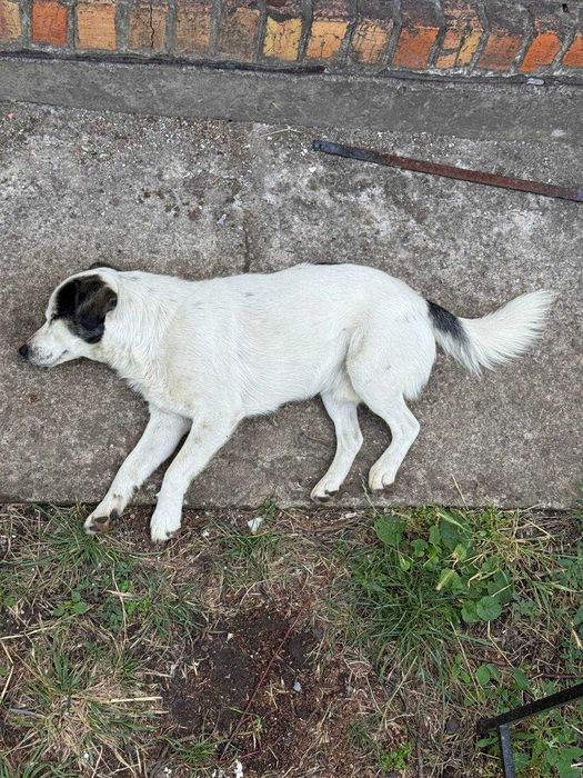 Песик Щеня Собака шукає сім'ю