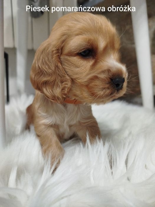 Szczeniaczek Cocker Spaniel angielski