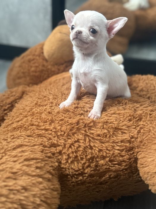 Дівчінка   Миколаїв