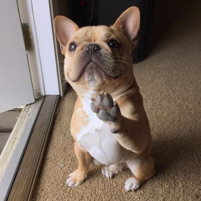 КІНОЛОГ. Дресировка собак. Є виїзд.