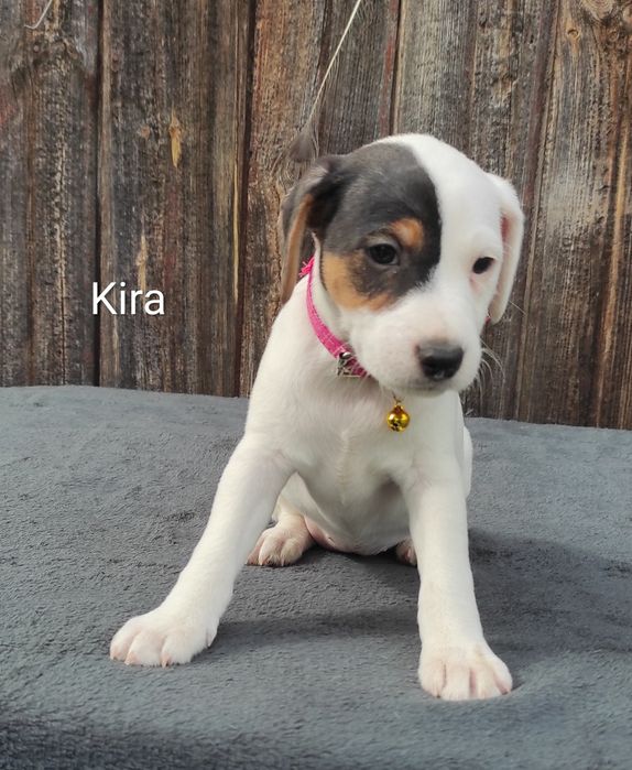 Parson Russell Terrier