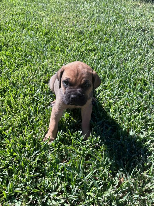 Cane Corso Italiano