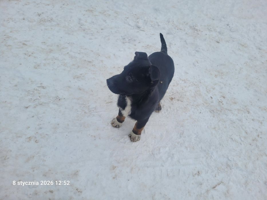 Oddam za darmo do adopcji 2 pieski.