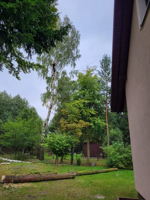 Wycinka drzew, usługi rębakiem, frezowanie pnii