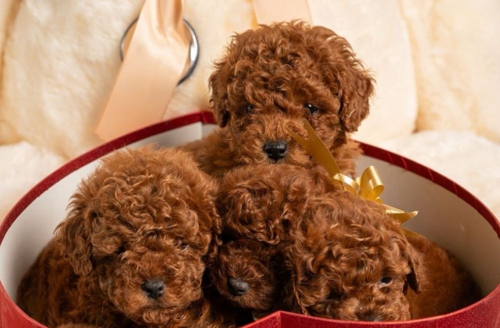 Шикарні той пудель,малиши .