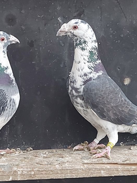 Sprzedam parę Staropolskich