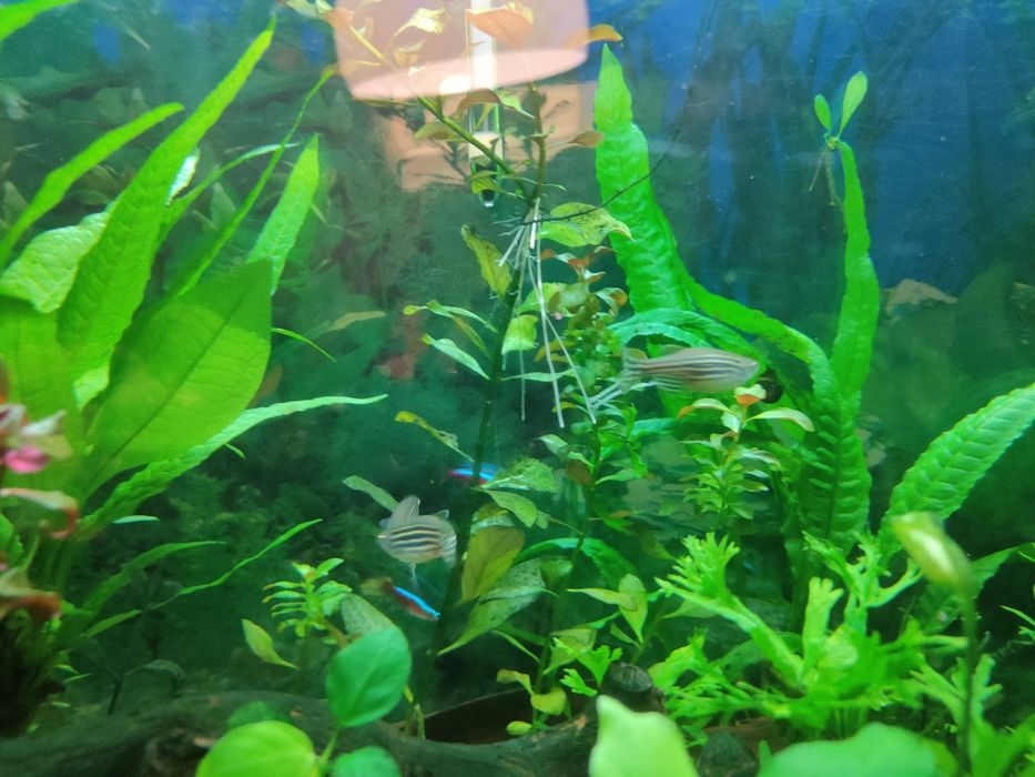 Peixe Danio Zebra