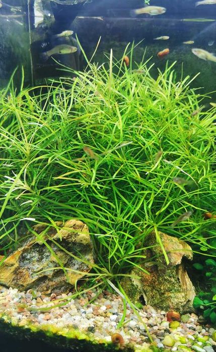 Pogostemon octopus. Bez CO2 !!!