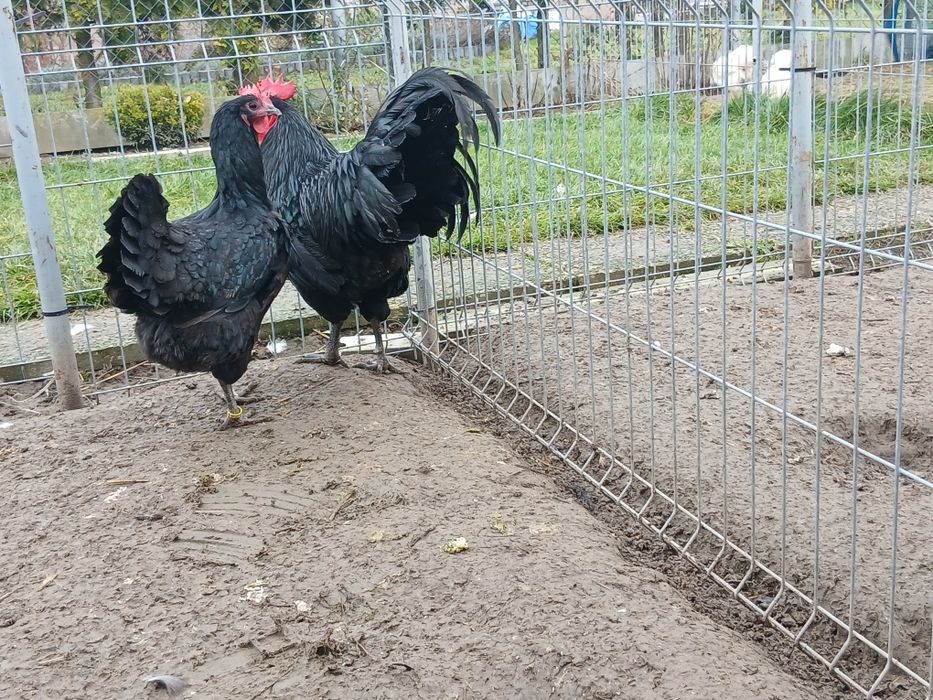 Kogut kura australorp czarny