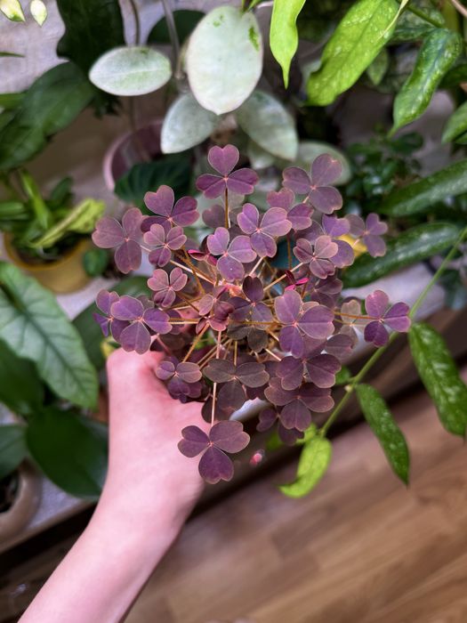 Oxalis vulcanicola оксаліс кислиця