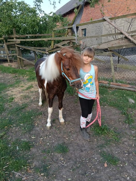 Sprzedam walaszka 5 letniego