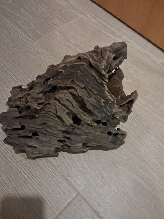 Tronco Dragon wood