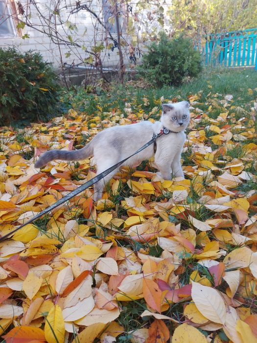 Шотландські Кошенята