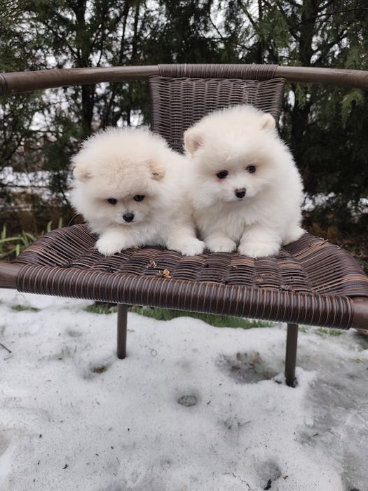 Гарненькі Дівчатка Міні!
