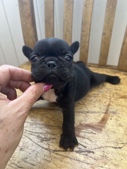 Bulldog frances top  preta femea