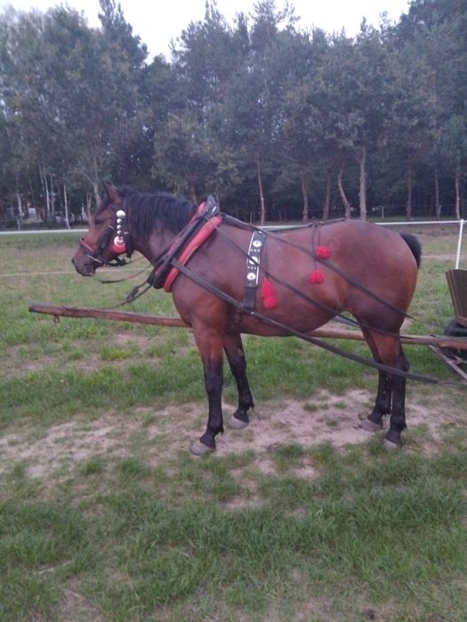 Klacz  śląska pogrubiana