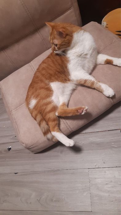 Котик срочно ищет дом!!!