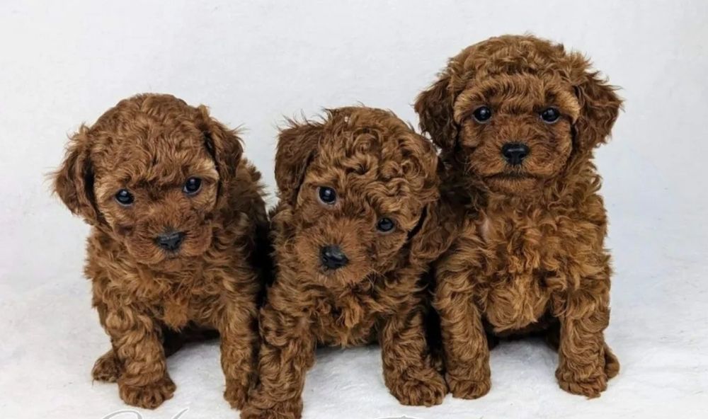 Вибір найкращіх той пуделят*