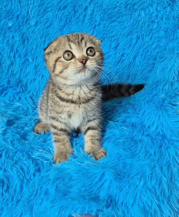 Шотландські кошенята Scottish Fold
