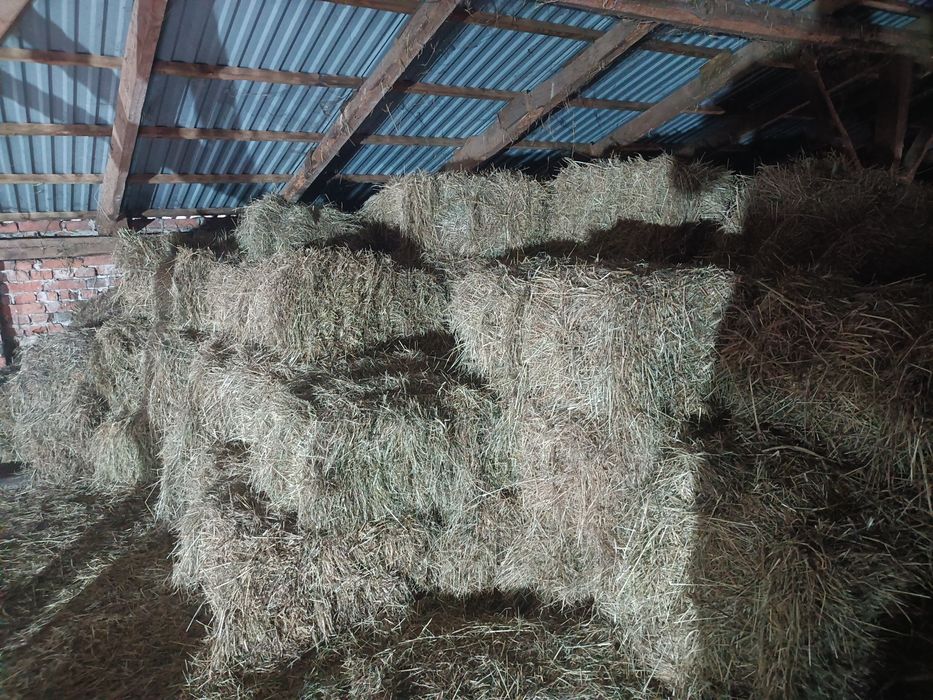 Sprzedam siano kostka zbiór 2025