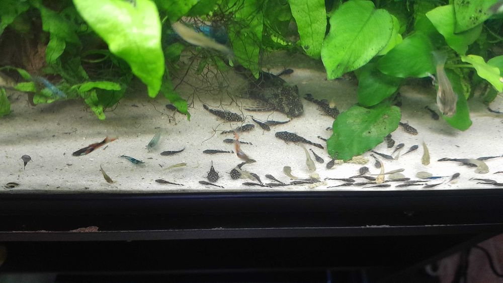 Ancystrus, tenho uma nova ninhada disponível