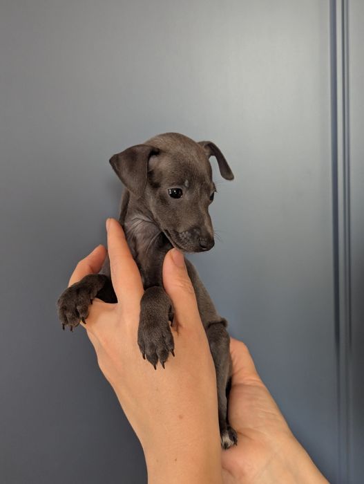 Цуценята левретки, документи КСУ, Київ.