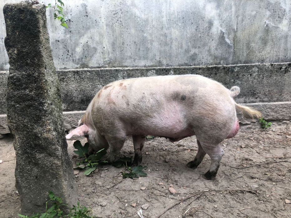Leitões para venda