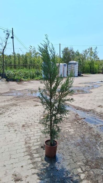Leylandii para sebes