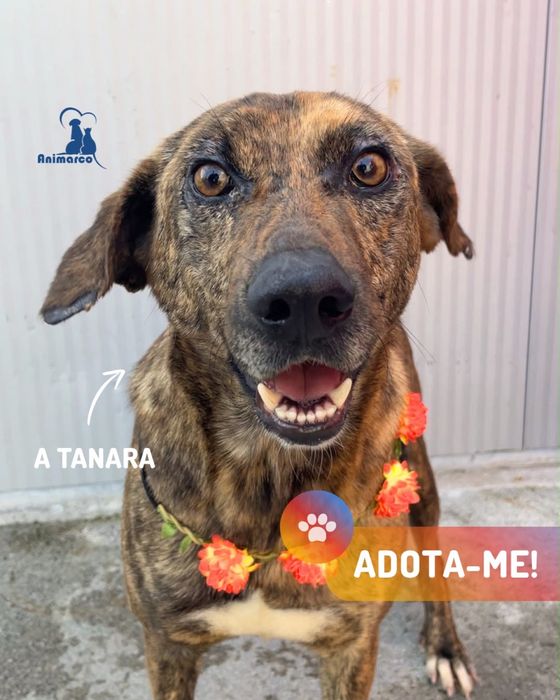Tanara cadela porte medio