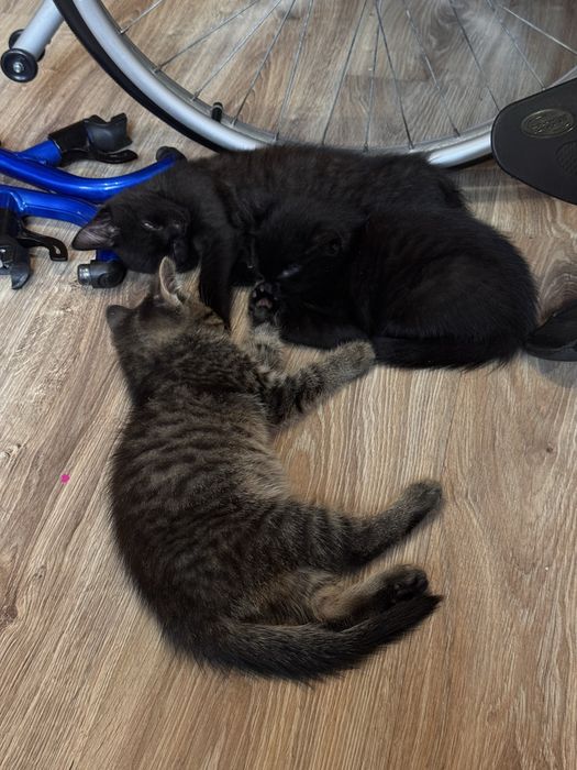 Віддам кошенят у добрі руки