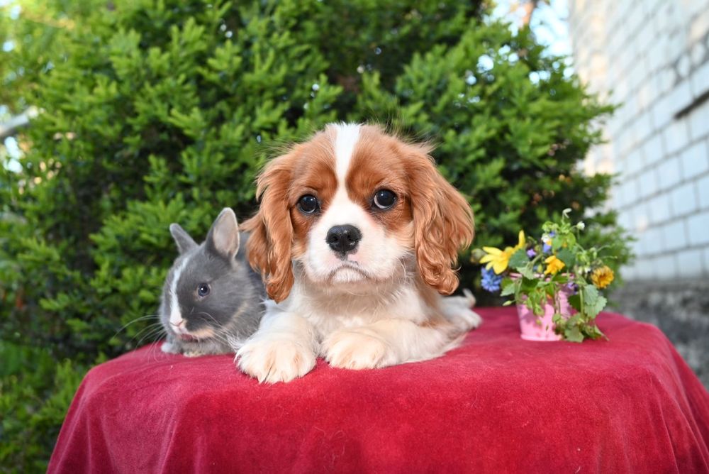 Цуценята Кавалер Кінг Чарльз Спаниель. КСУ