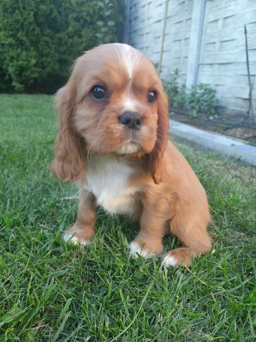 Cavalier King Charles Spaniel - pies !