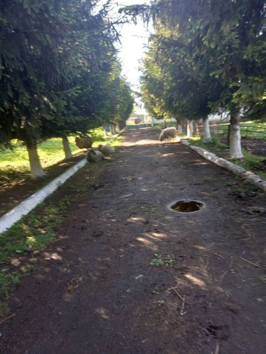 Продаж БЕЗ% земельної ділянки с.Озеряни, Рівненська обл.