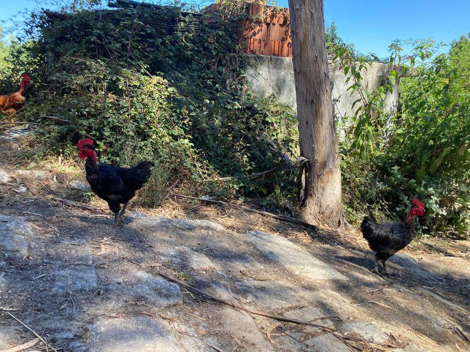 Galos raças autóctones