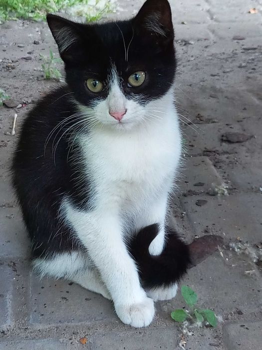 Котик  9  місячний черно білий