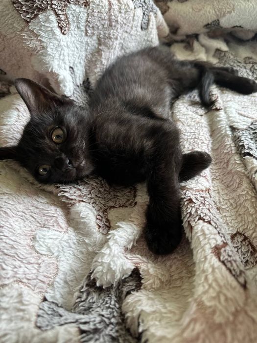 Шукаємо дім для маленького чорного котика! БЕЗКОШТОВНО