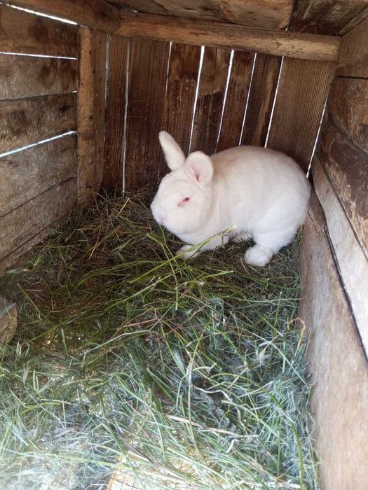 Продам кролів різних порід