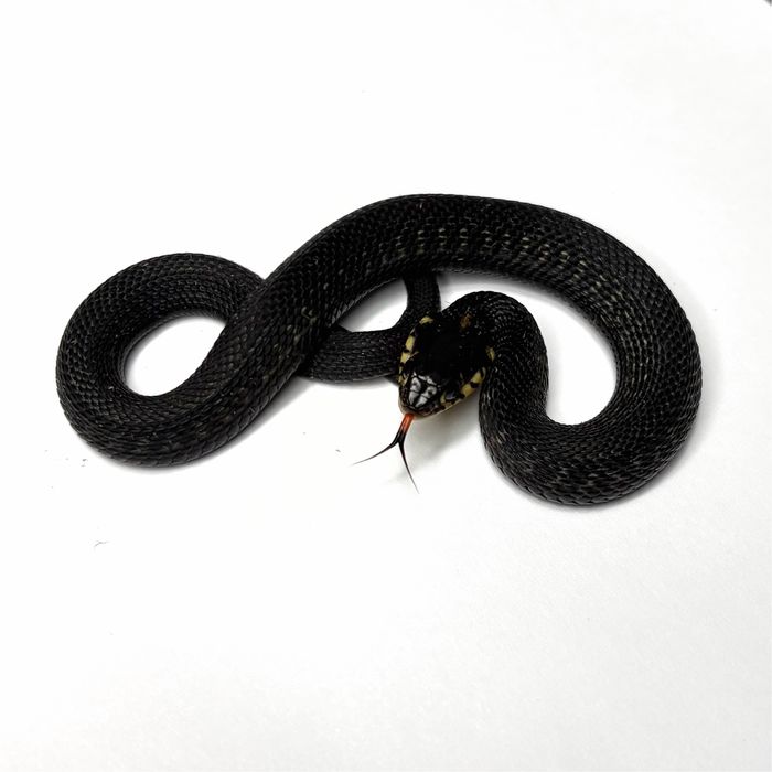 Wąż pończosznik Thamnophis eques cuitzeoensis cb25