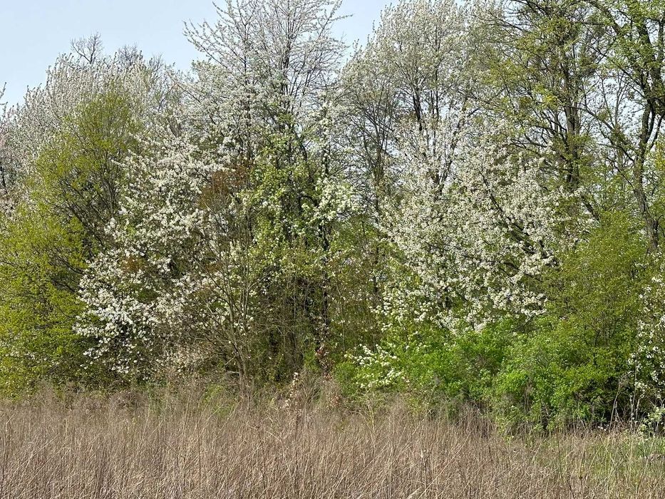 Продам фасадну ділянку в Ксаверівці