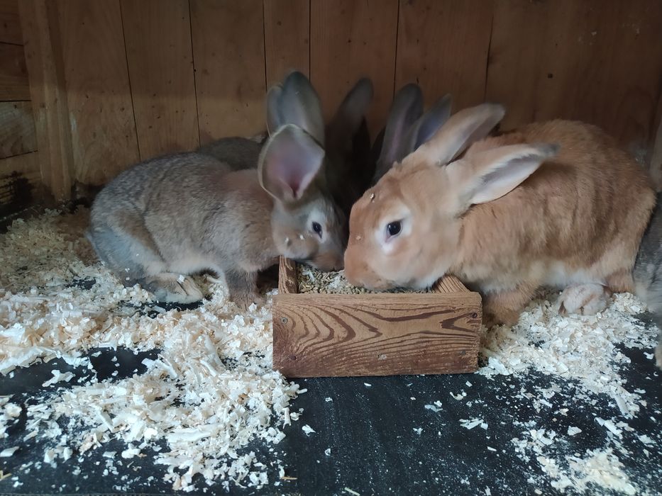 Młode króle do dalszej hodowli