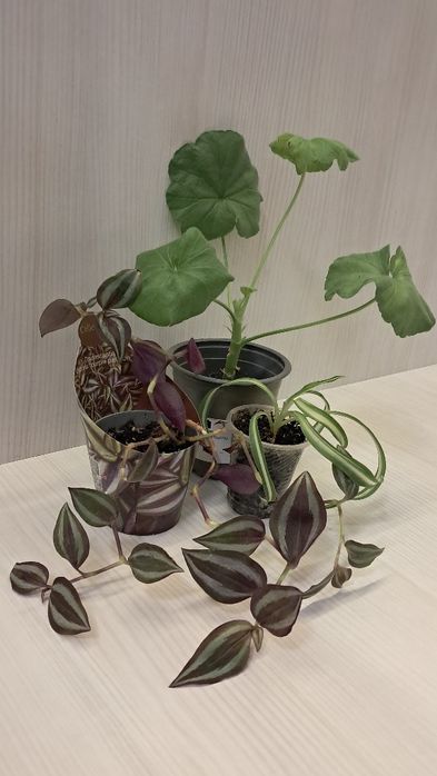 Набір кімнатних квітів