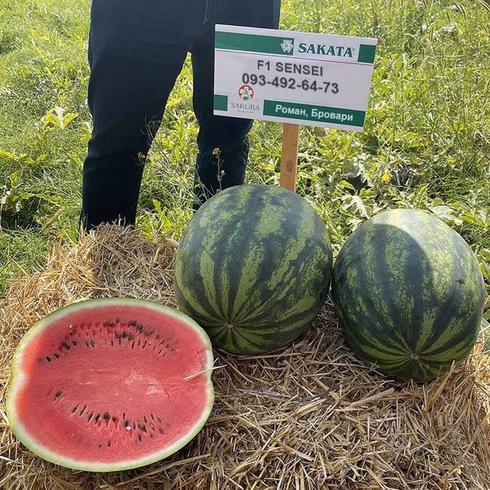 Касетна розсада Ф1: кавун, диня, кабачок, огірок - відправка від 10 рослин (є F1 Сенсей, F1 Леонардо)