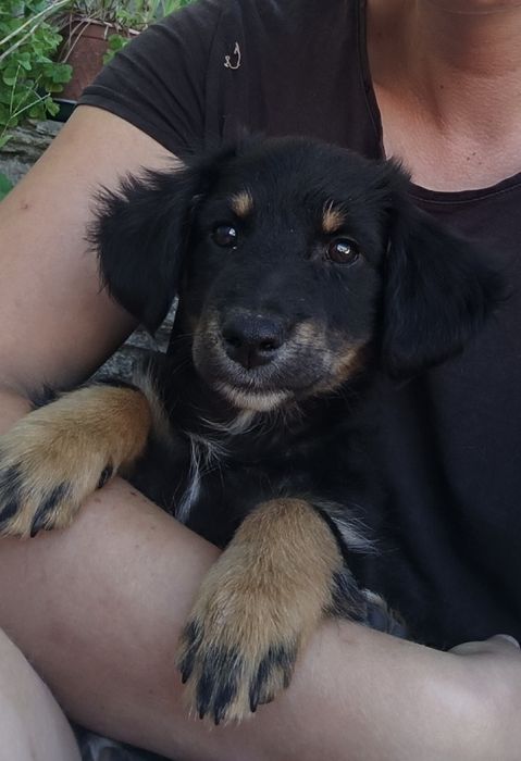Percy procura uma família