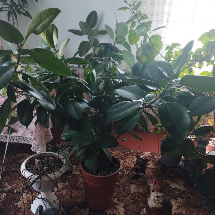 Фікус Фікус Фікус