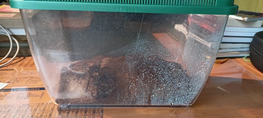 Phormictopus sp. Sierra kolekcja ptaszników